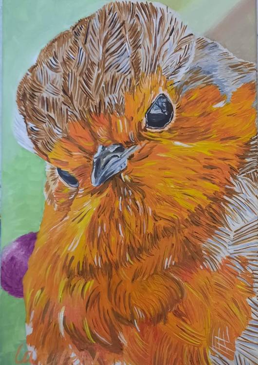 Curious Robin preview