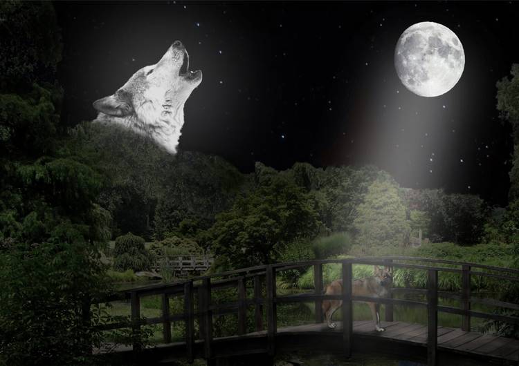 Wolf by the lake preview