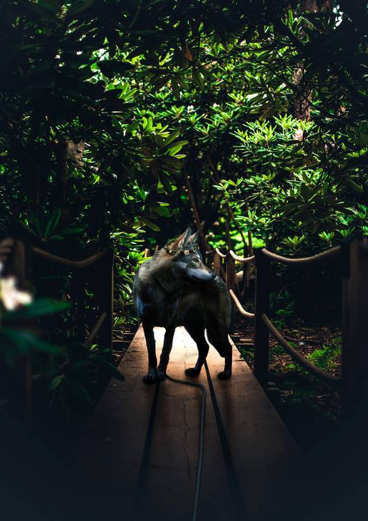 Photogenic wolf preview