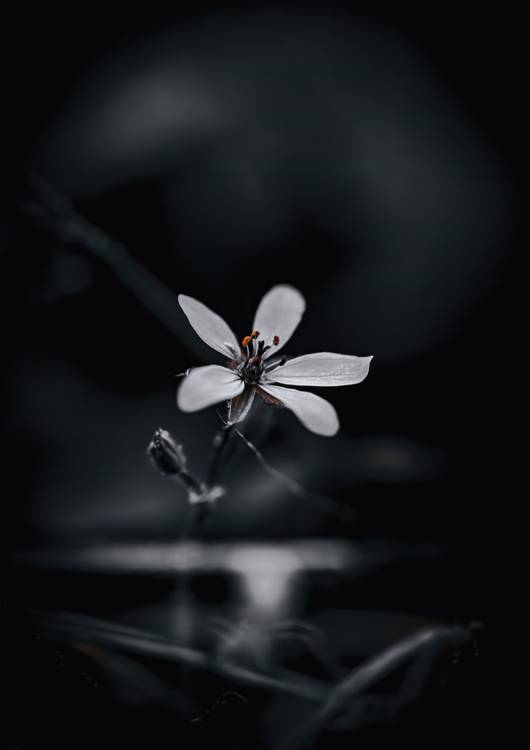 Blütenzauber preview