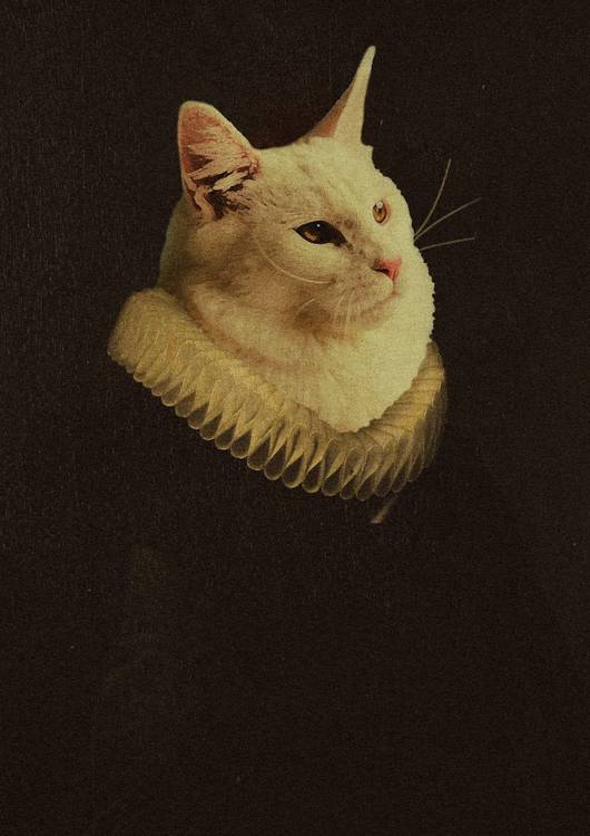 Catus Purrus preview