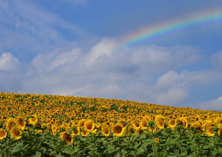 Campo de girasoles con arcoíris. preview