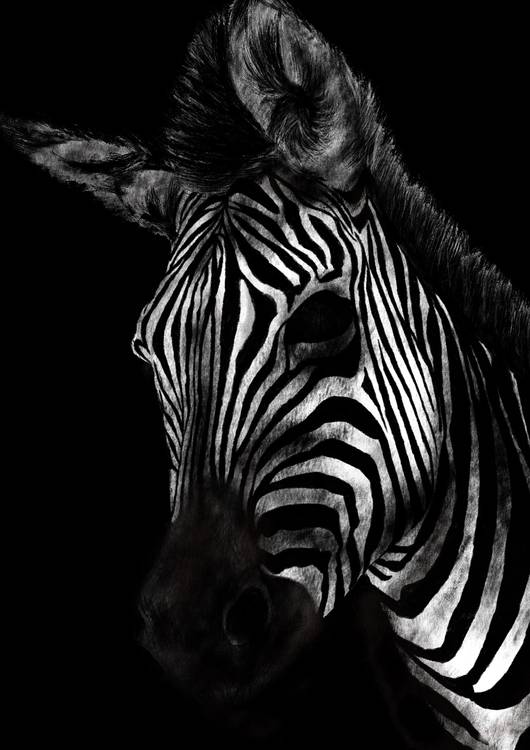 Zebra preview