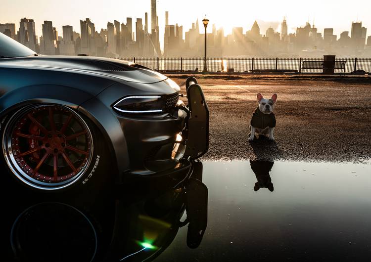Dodge Charger SRT Hellcat Widebody with dog preview