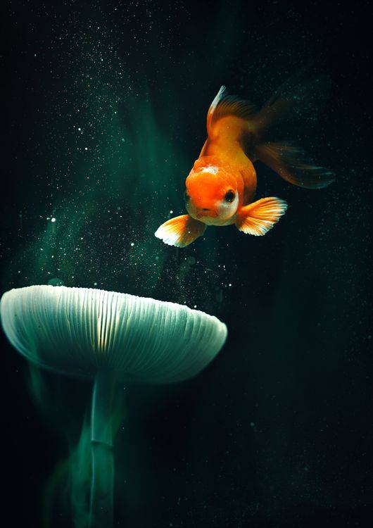 Fish Mushroom preview