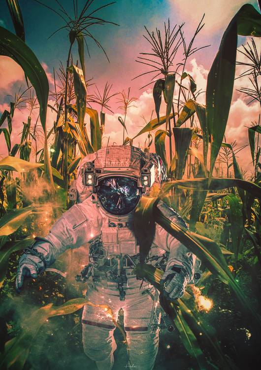 Among the fields preview