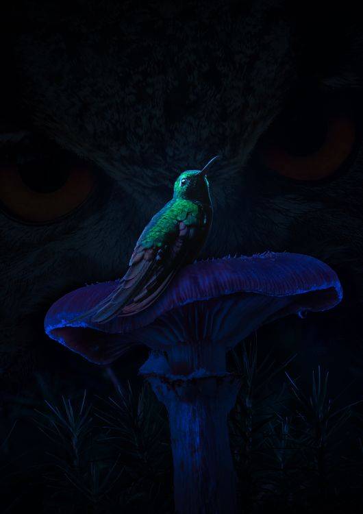 Hummingbird Mushroom preview