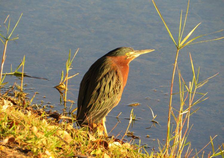 Green Heron preview