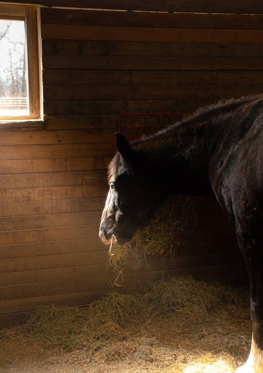 Horse in stable preview