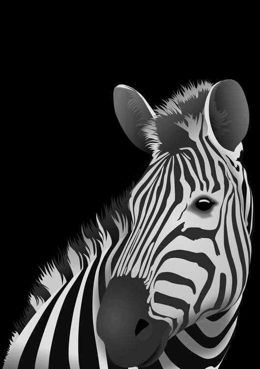 Zebra - black background preview