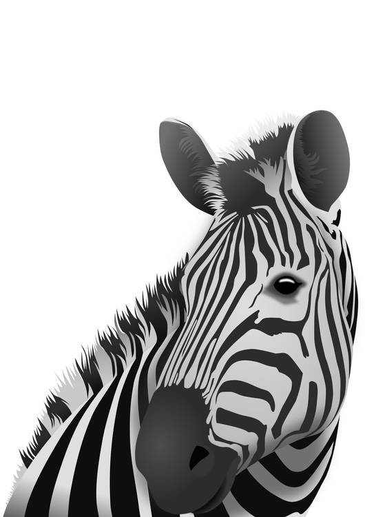 Zebra - white background preview