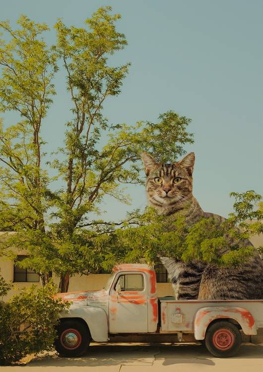 Summer and cat preview