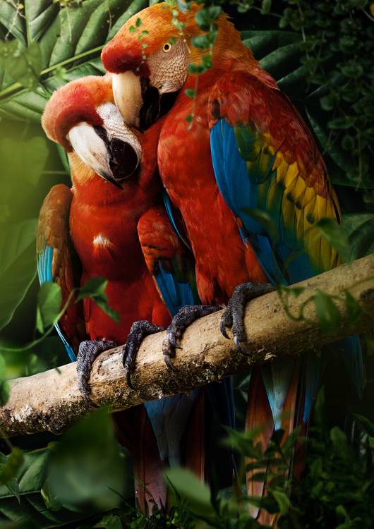 Beautiful Parrots preview