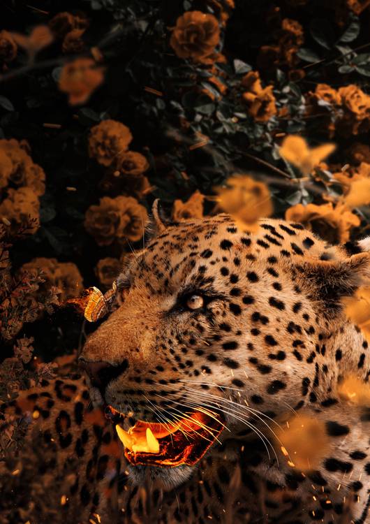 Gold Leopard preview