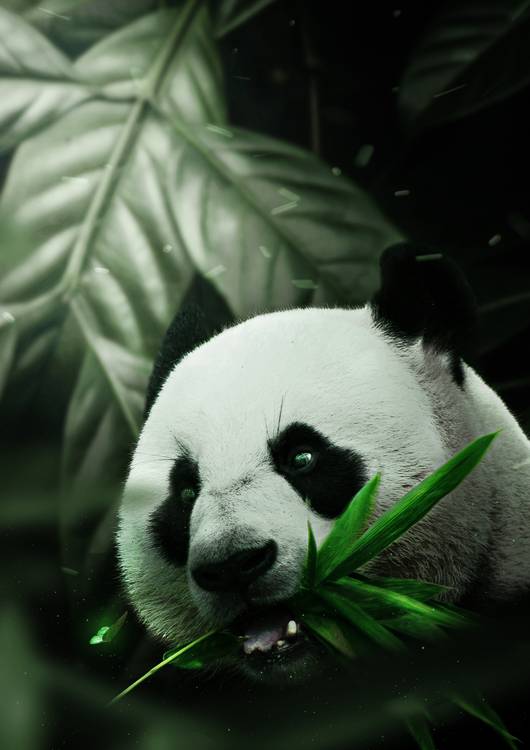 Panda preview