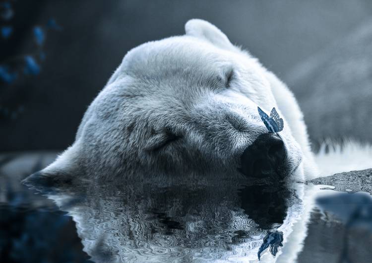 Polar Bear preview