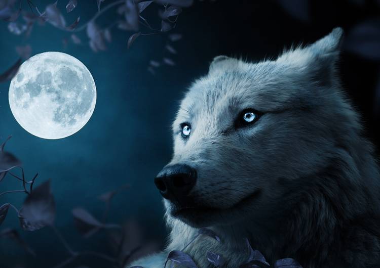 Wolf in Beautiful Night preview