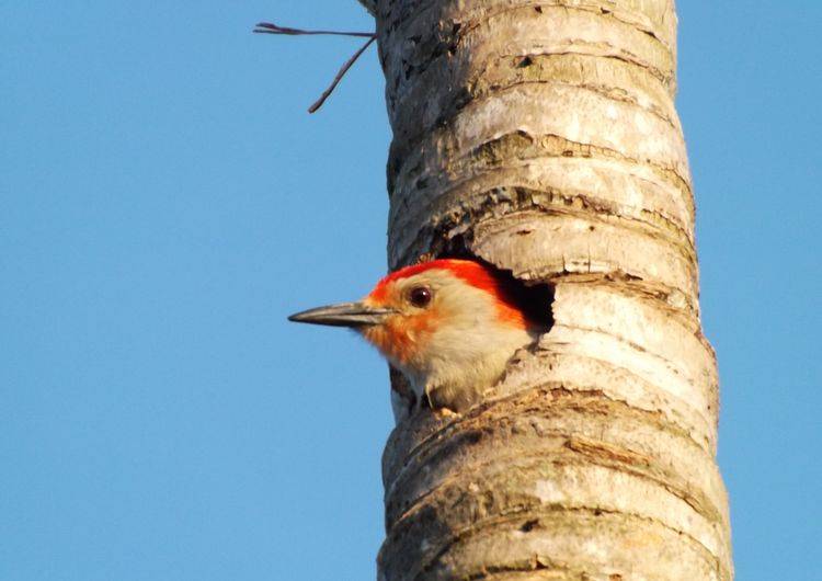 Red-Bellied Woodpecker preview