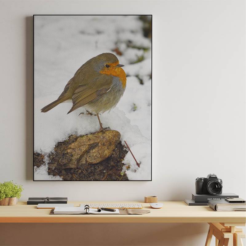 European robin on winter snow preview
