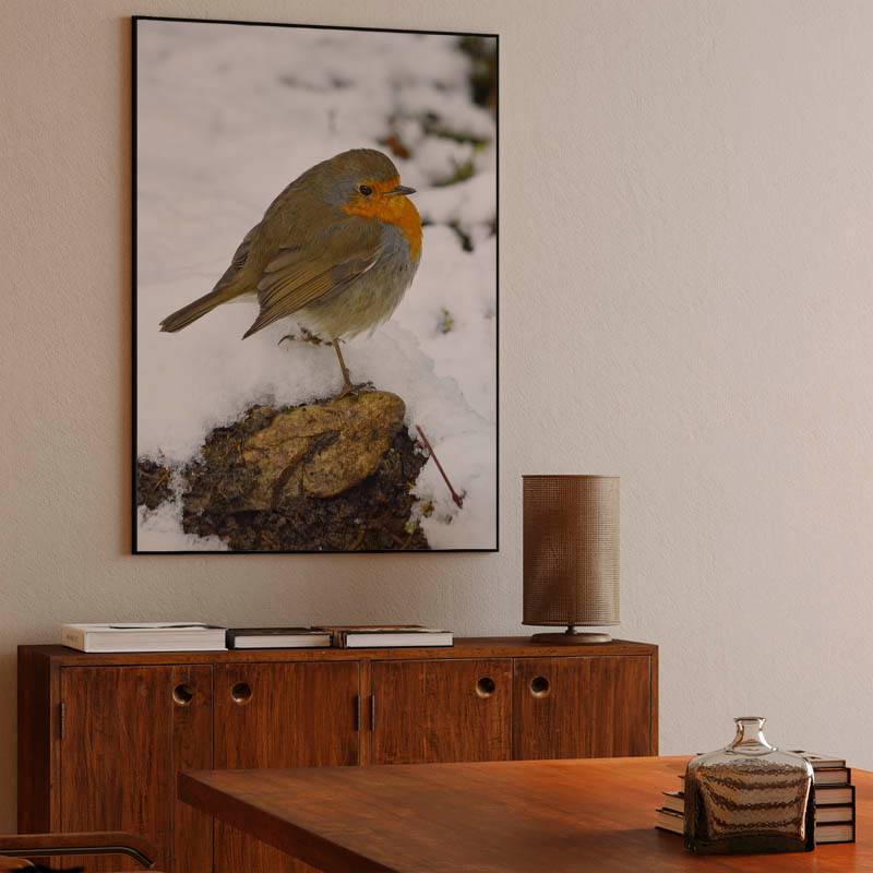 European robin on winter snow preview