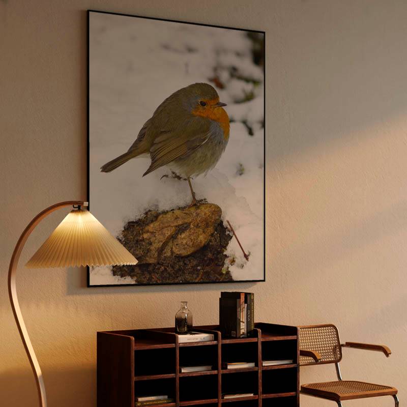 European robin on winter snow preview