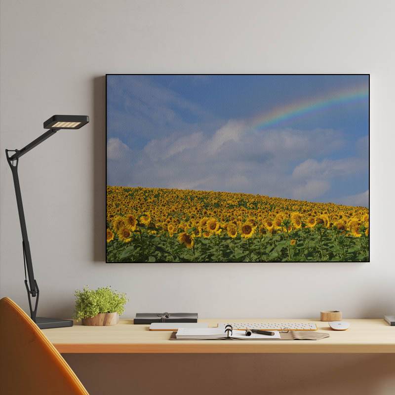 Campo de girasoles con arcoíris. preview