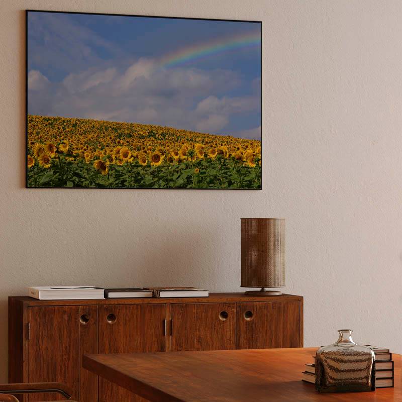 Campo de girasoles con arcoíris. preview