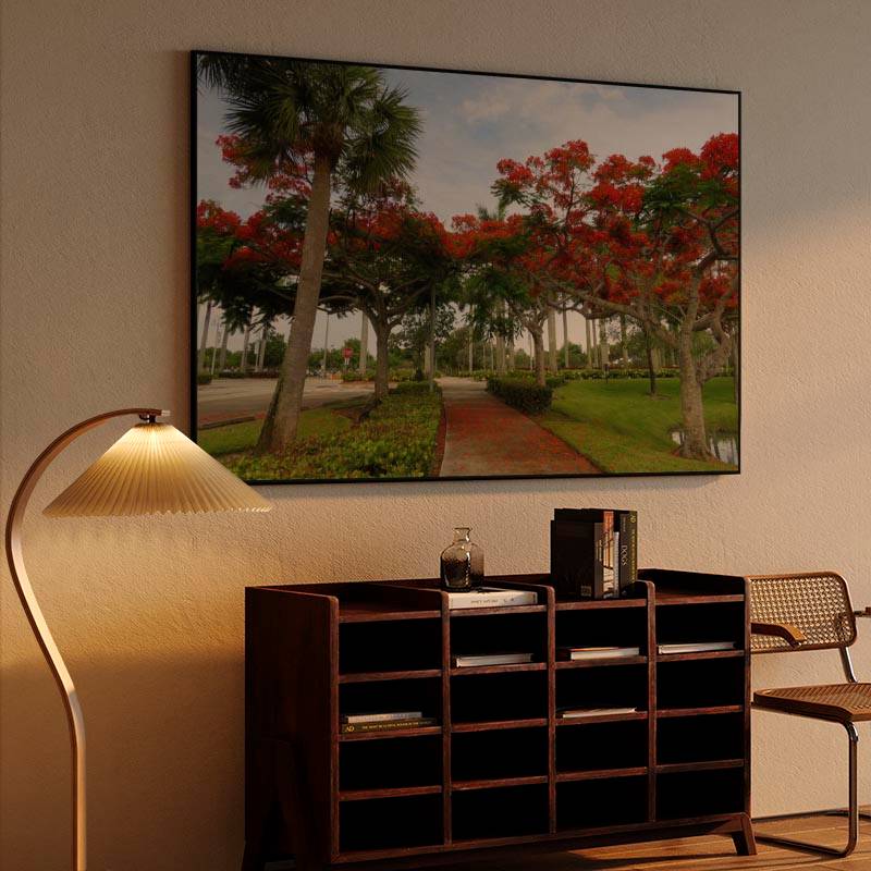 Royal Poinciana Trees preview