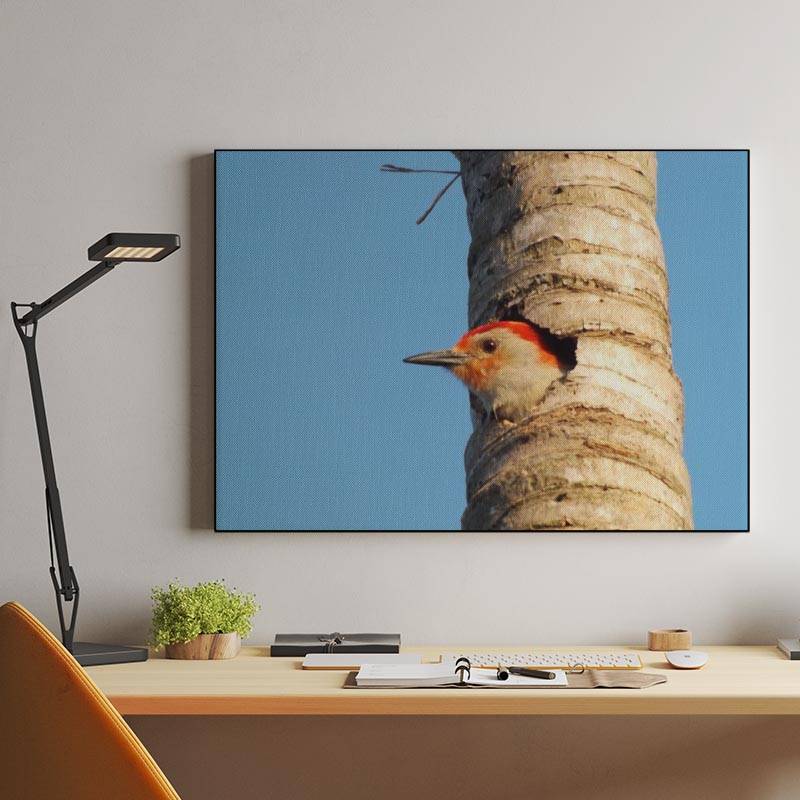 Red-Bellied Woodpecker preview