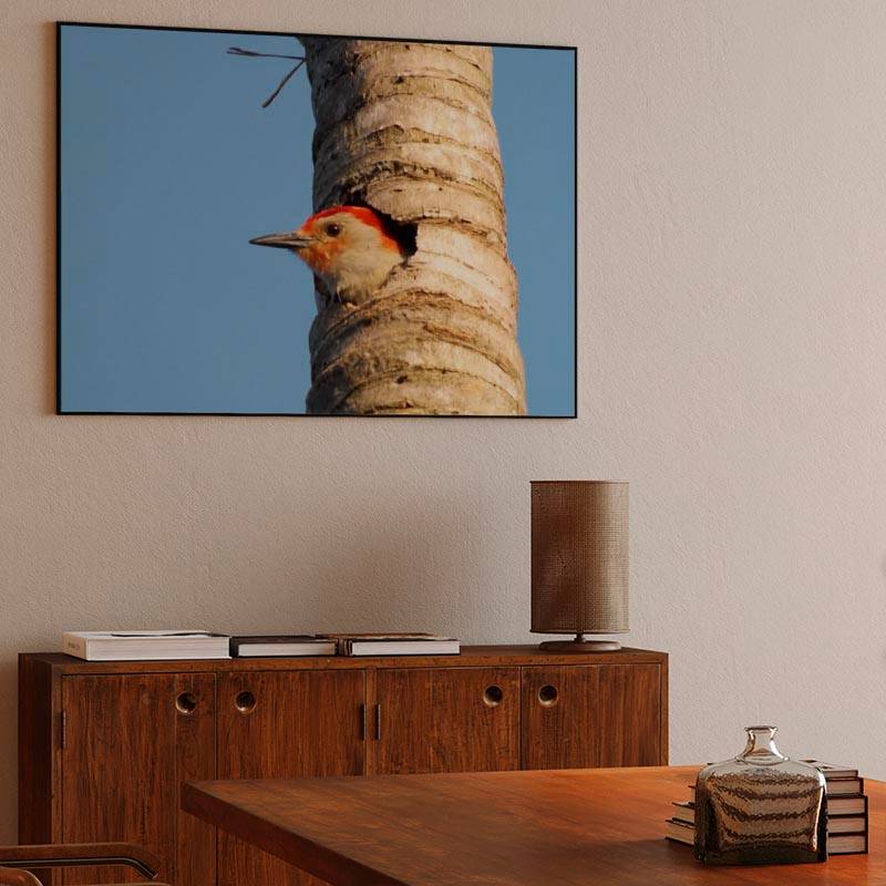 Red-Bellied Woodpecker preview