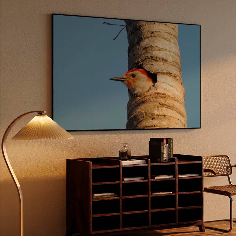 Red-Bellied Woodpecker preview