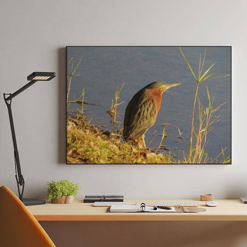 Green Heron preview
