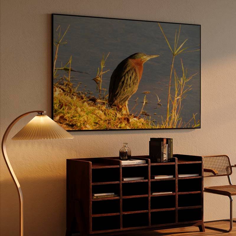 Green Heron preview