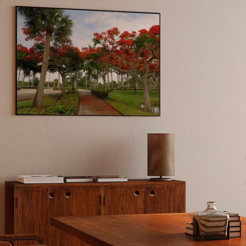 Royal Poinciana Trees