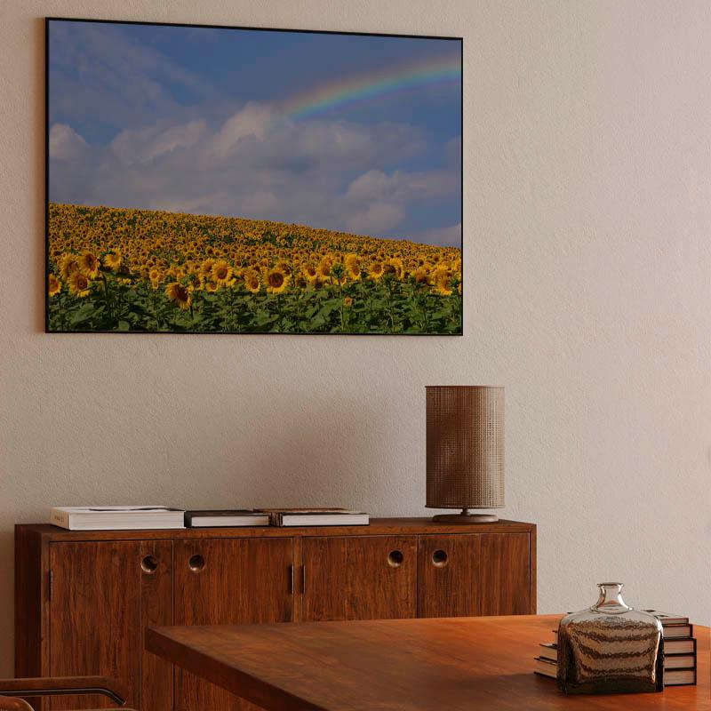 Campo de girasoles con arcoíris.