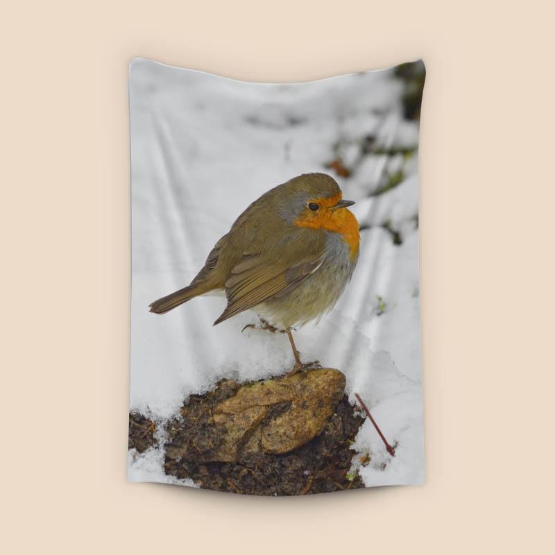 European robin on winter snow