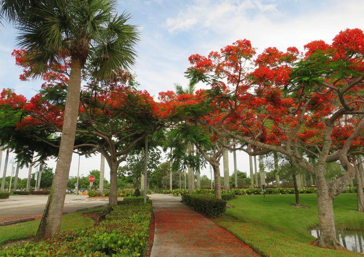 Royal Poinciana Trees