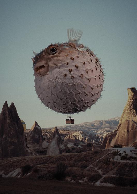 Travel notes of flying Dolphin