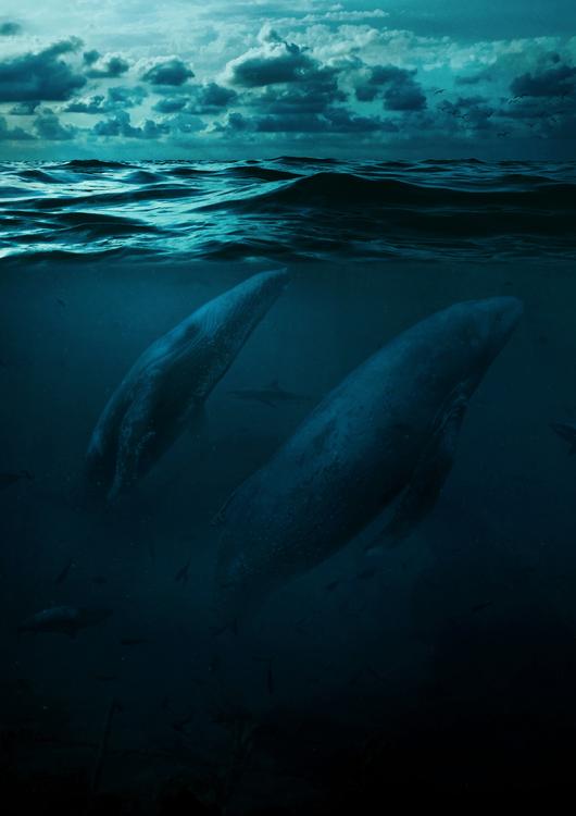Whales in big ocean