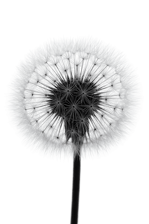 Dandelion Silhouette