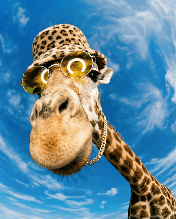 Swag Giraffe Fisheye Portrait