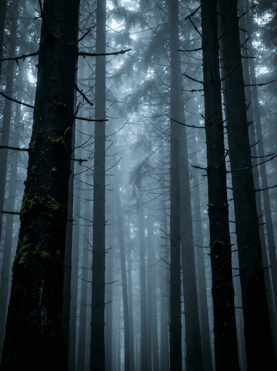 Carpathian Whispers: The Foggy Pine Forest