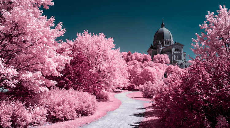 Montreal Infrared: St. Joseph's Oratory
