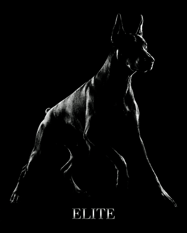 Shadow Elite: Doberman Portrait