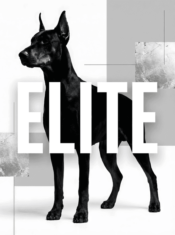 Elite Doberman: Minimalist Geometric Collage