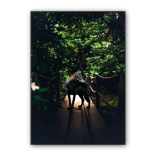 Photogenic wolf wall art poster