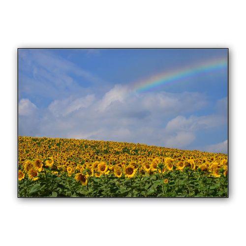 Campo de girasoles con arcoíris. wall art poster
