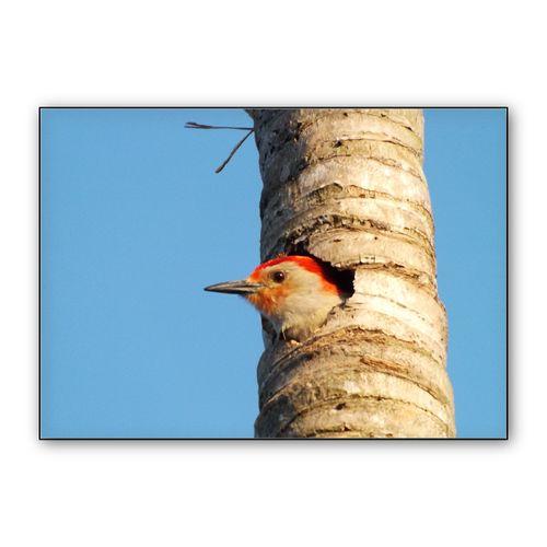 Red-Bellied Woodpecker wall art poster