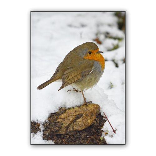 European robin on winter snow wall art poster