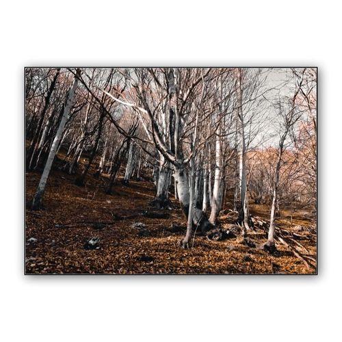 Forest wall art poster